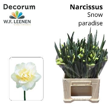 <h4>NARC DU SNOW PARAD</h4>