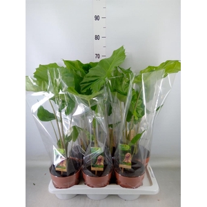 Alocasia  'Portodora'