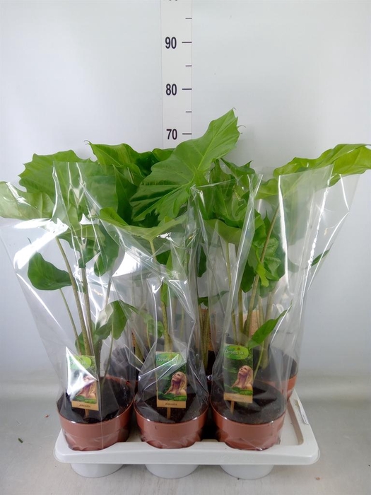 <h4>Alocasia  'Portodora'</h4>