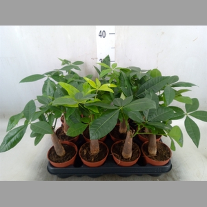 Pachira aquatica