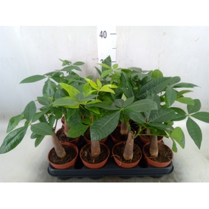 Pachira aquatica