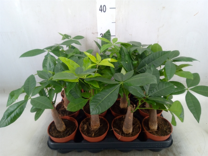 <h4>Pachira aquatica</h4>