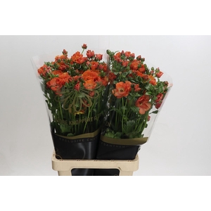 Ranunculus Magical Salmousse