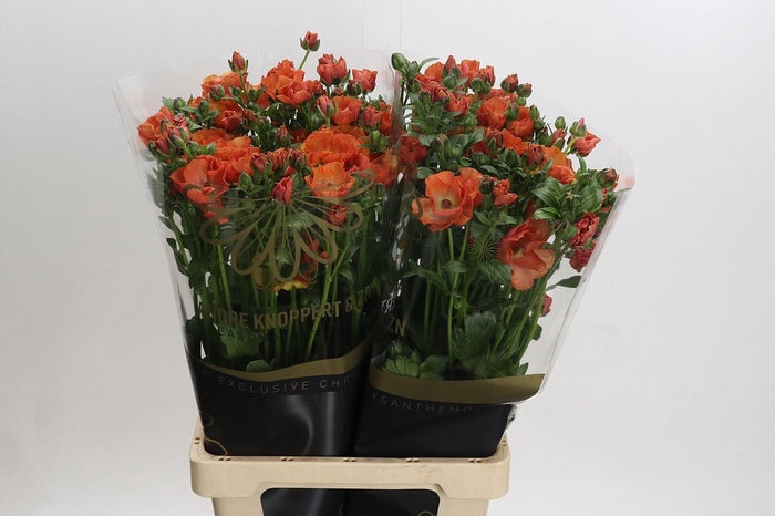 <h4>Ranunculus Magical Salmousse</h4>