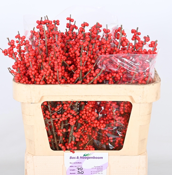 <h4>ILEX VE RODE BES</h4>