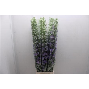 Delph Lavender