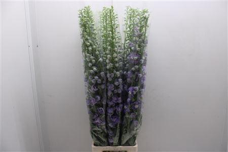 <h4>Delph Lavender</h4>