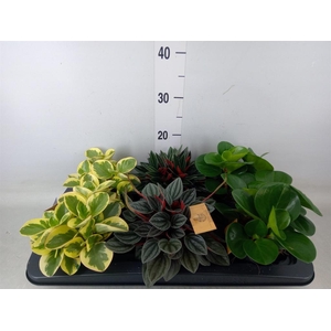 Peperomia   ...mix