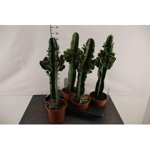Cactus Euphorbia 17 Cm. P. Eritrea