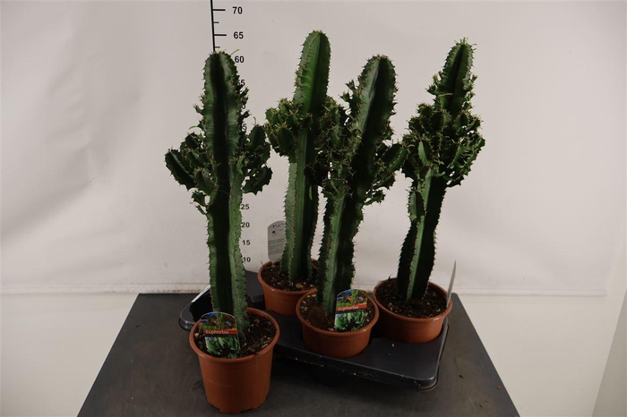 <h4>Cactus Euphorbia 17 Cm. P. Eritrea</h4>