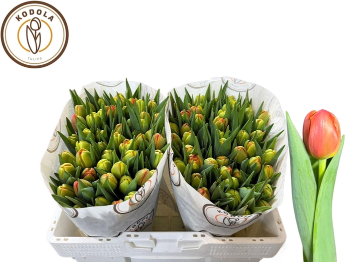 <h4>TU DU ICOON</h4>