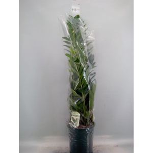 Zamioculcas zamiifolia