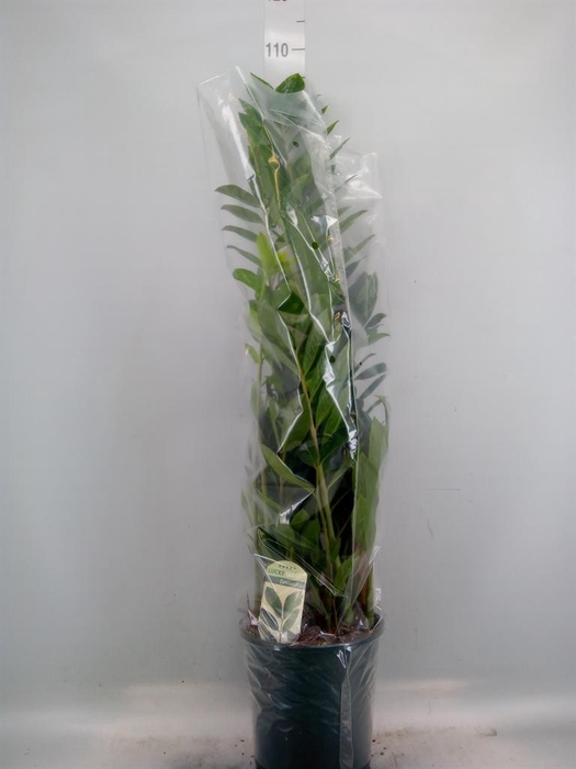 <h4>Zamioculcas zamiifolia</h4>