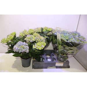 arr8 Hydr M Hi River