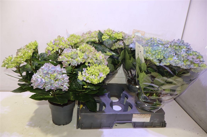 <h4>arr8 Hydr M Hi River</h4>