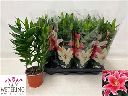 <h4>Lil Or After Eight 4pp</h4>