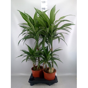 Dracaena fr de 'Ulises'