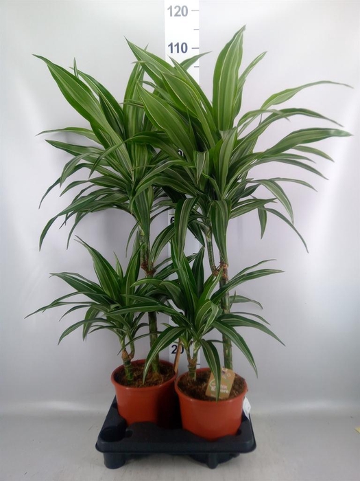 <h4>Dracaena fr de 'Ulises'</h4>