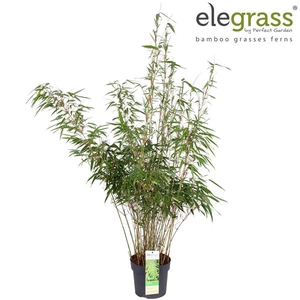Fargesia rufa P19