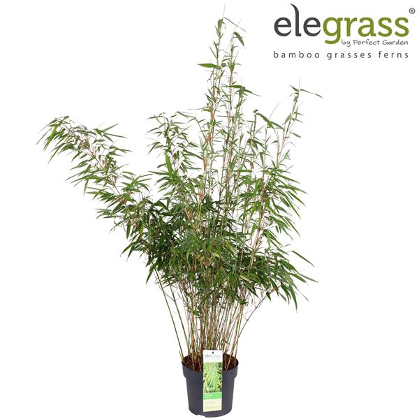 <h4>Fargesia rufa P19</h4>