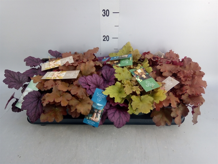 <h4>Heuchera  'Indian Summer'   ...mix</h4>