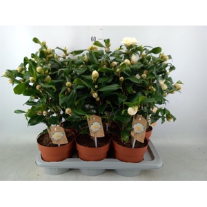 Camellia japonica 'Brushfield Yell'