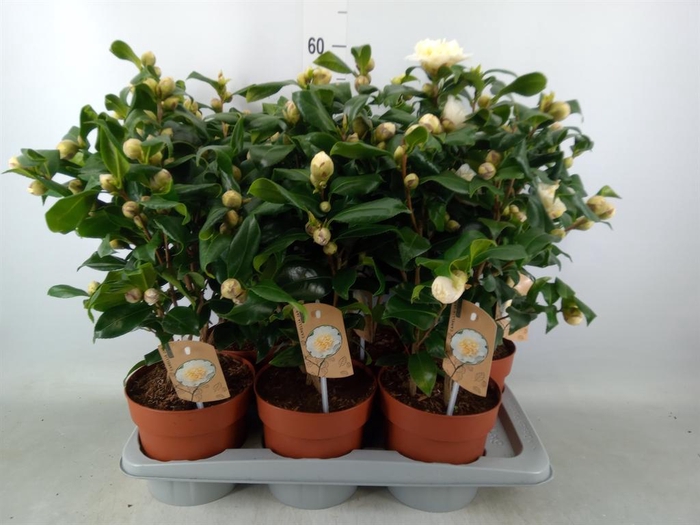 <h4>Camellia japonica 'Brushfield Yell'</h4>