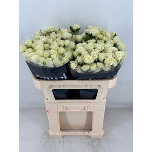 R TR MILKY WAY Water