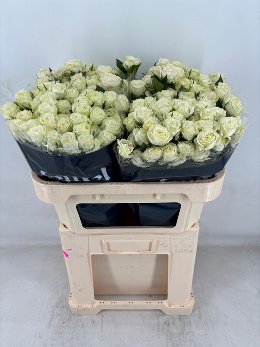 <h4>R TR MILKY WAY Water</h4>