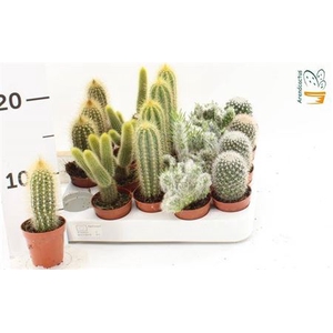 Cactus gemengd