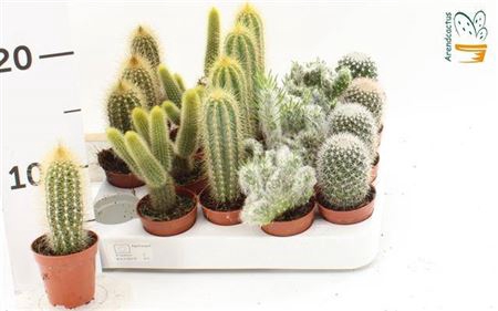 <h4>Cactus gemengd</h4>