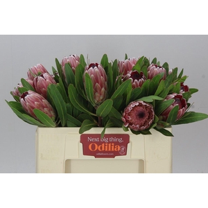 Protea Pink Ice