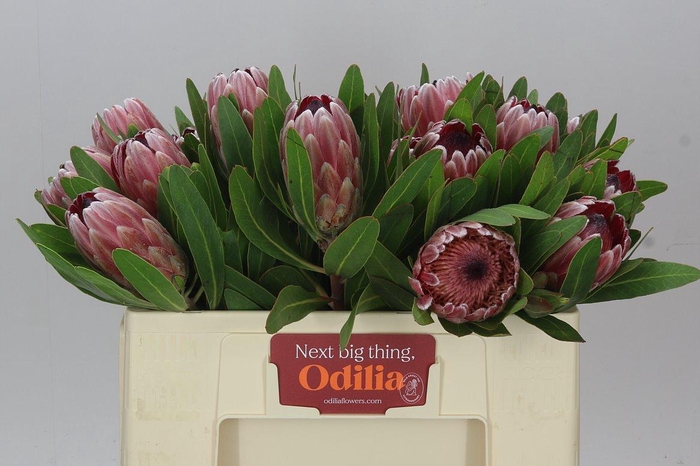 <h4>Protea Pink Ice</h4>