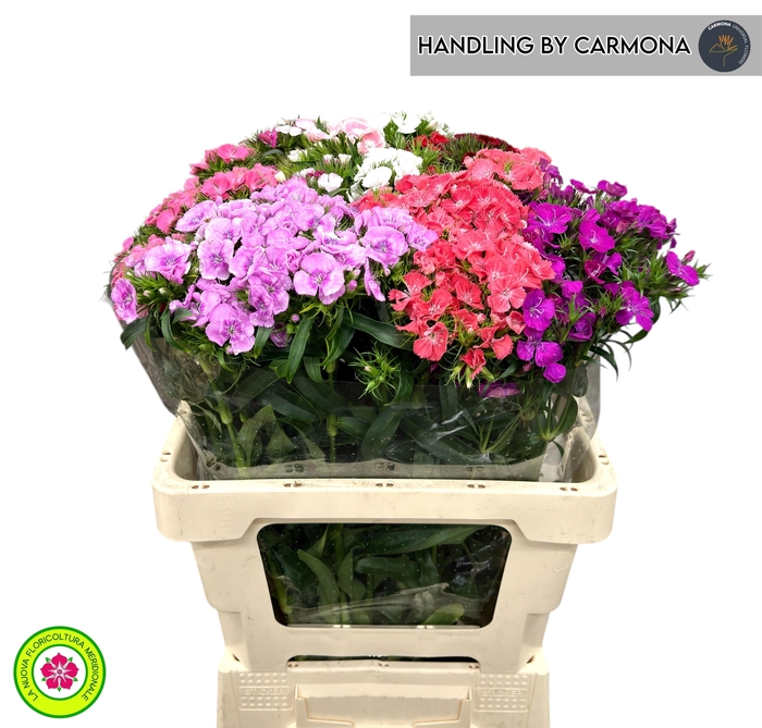 <h4>DI BARB GEM</h4>