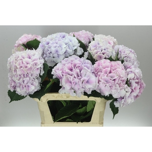 Hyd Impressive Pink Pale
