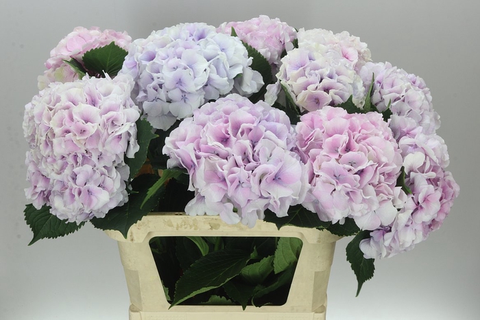 <h4>Hyd Impressive Pink Pale</h4>