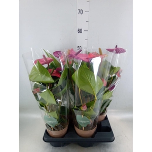 Anthurium andr. 'Cavalli'