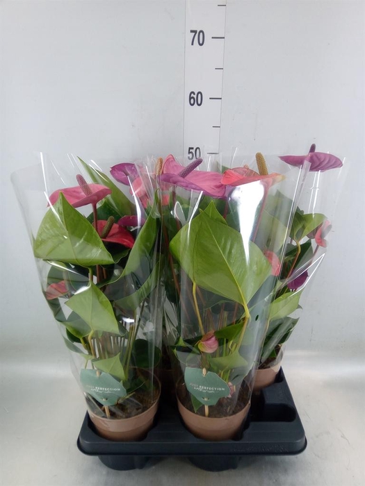 <h4>Anthurium andr. 'Cavalli'</h4>