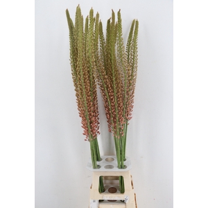 EREMURUS OASE