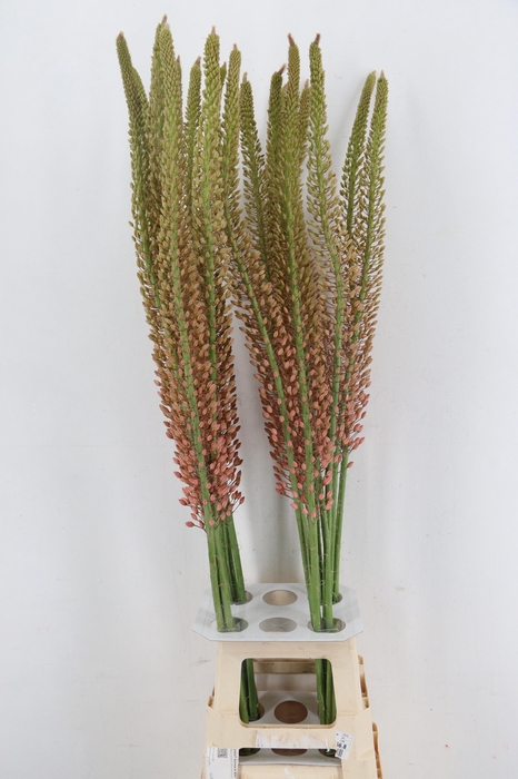 <h4>EREMURUS OASE</h4>