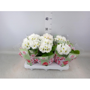 Primula obcon. 'Touch Me White'