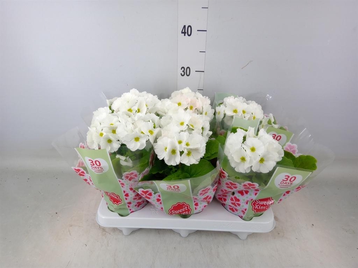 <h4>Primula obcon. 'Touch Me White'</h4>