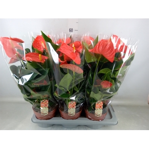 Anthurium andr. 'Florida'