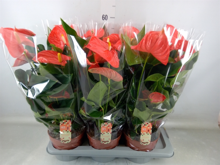 <h4>Anthurium andr. 'Florida'</h4>