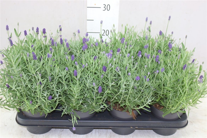 <h4>Lavandula An Hidcote</h4>