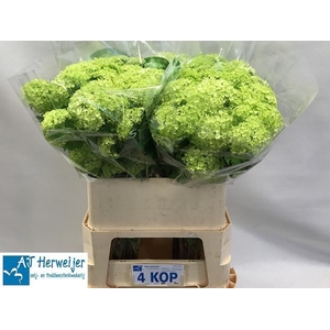 VIBURNUM ROSEUM ST 80