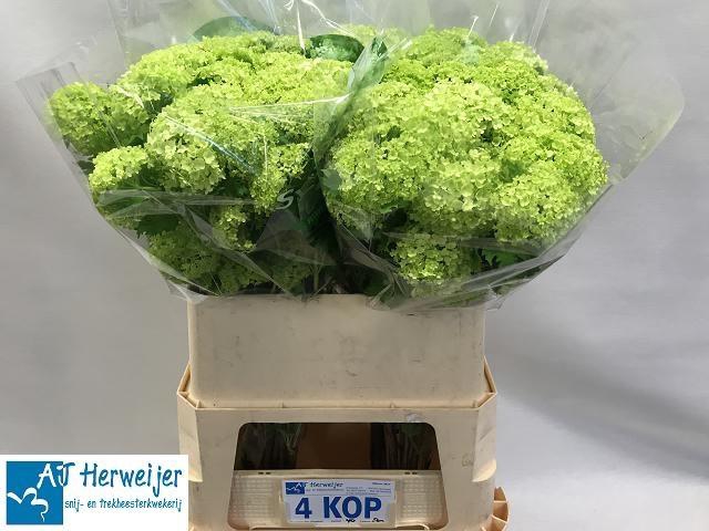 <h4>VIBURNUM ROSEUM ST 80</h4>