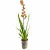 ORQUIDEA HAWAIIAN CATATANTE SUN SPOTS P14