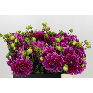 Dahlia Lilac Bull