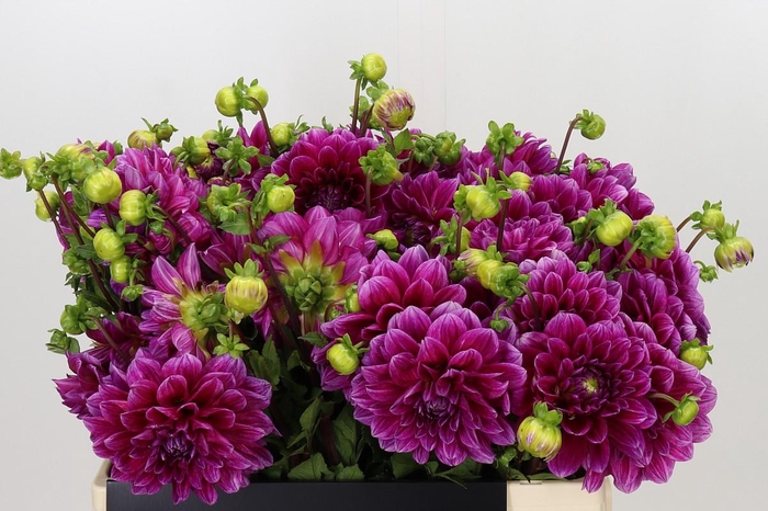 <h4>Dahlia Lilac Bull</h4>
